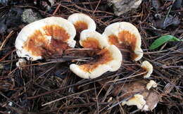 Image de Polypore du pin