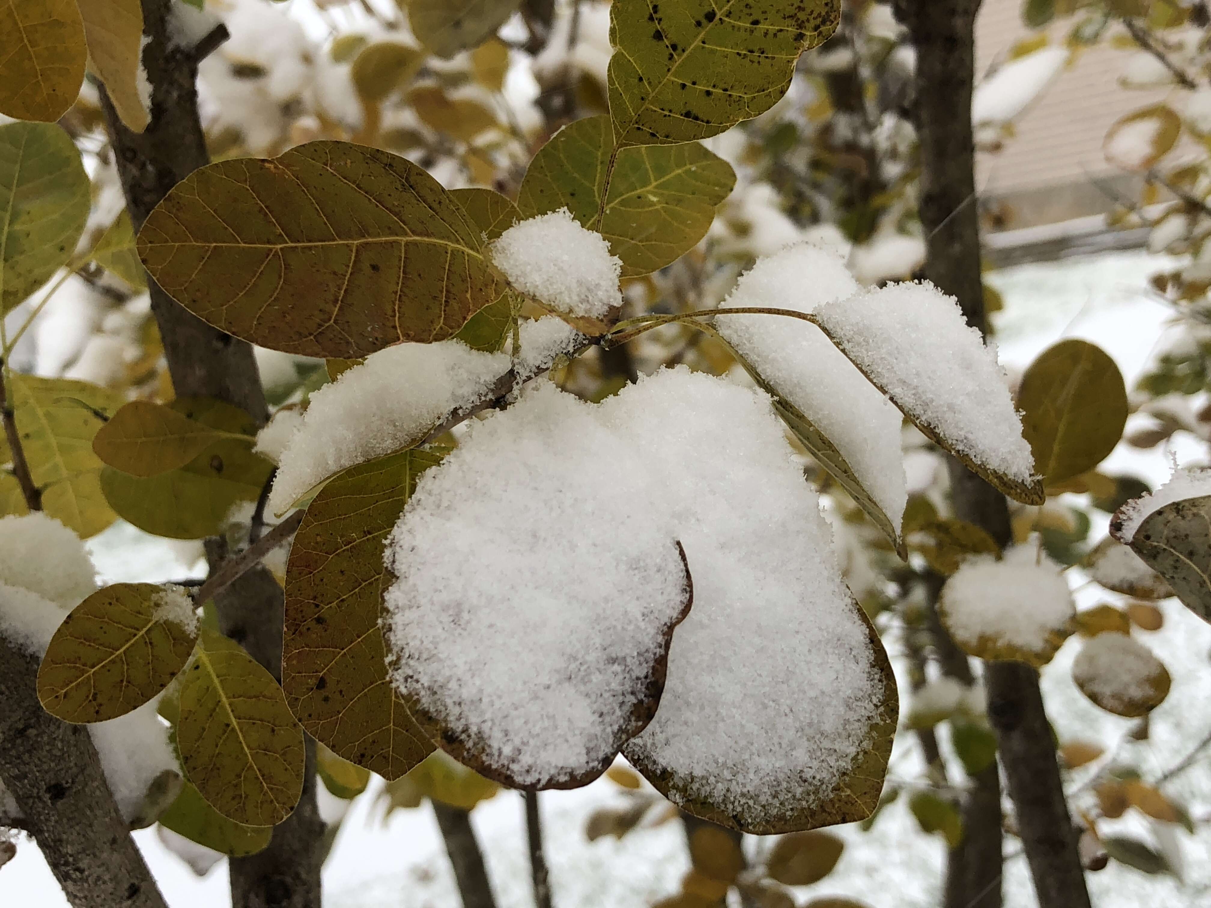 Image of American smoketree