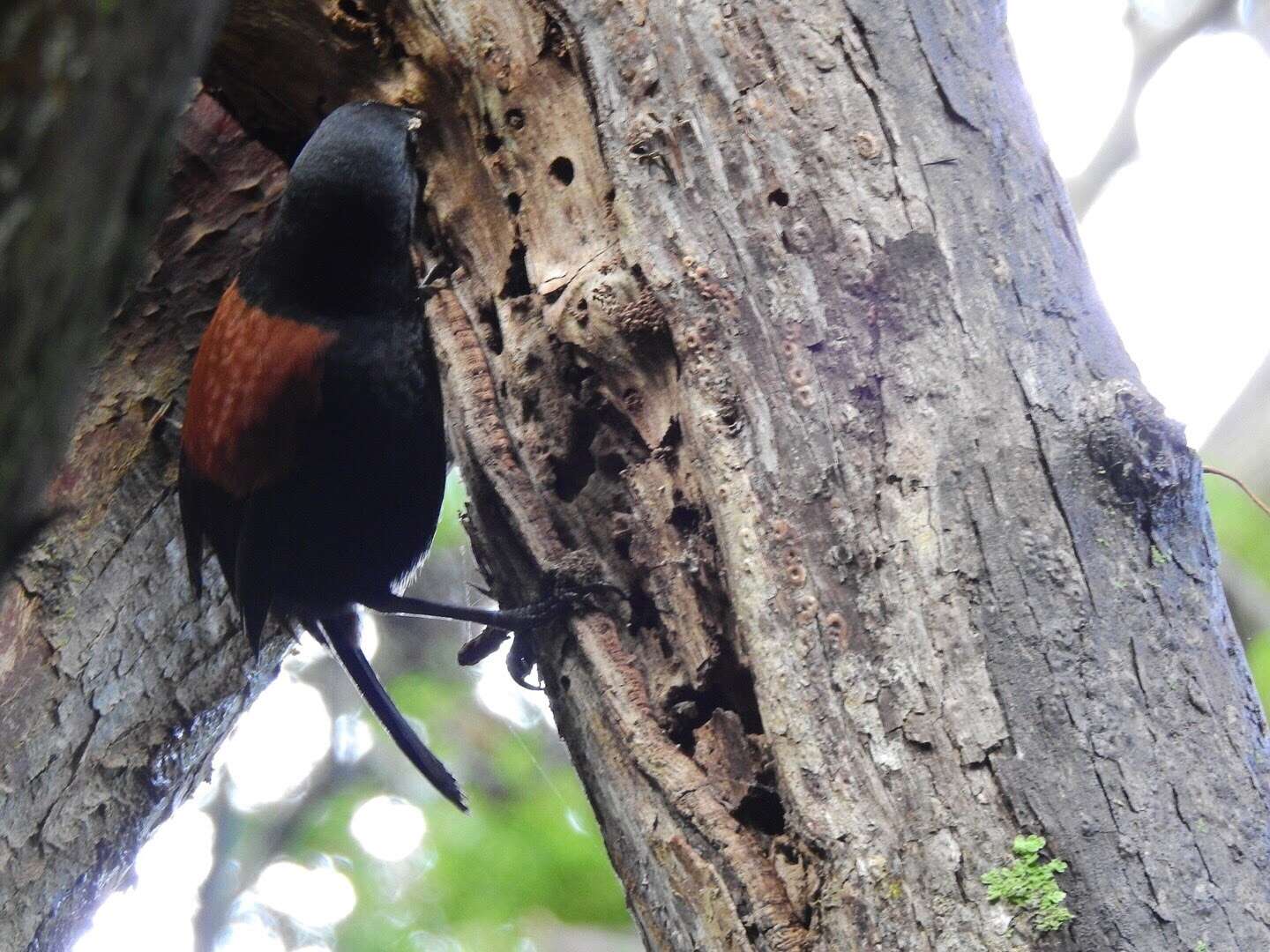 Image de Créadion rounoir