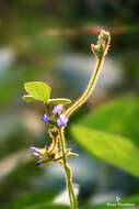 Imagem de Calopogonium mucunoides Desv.