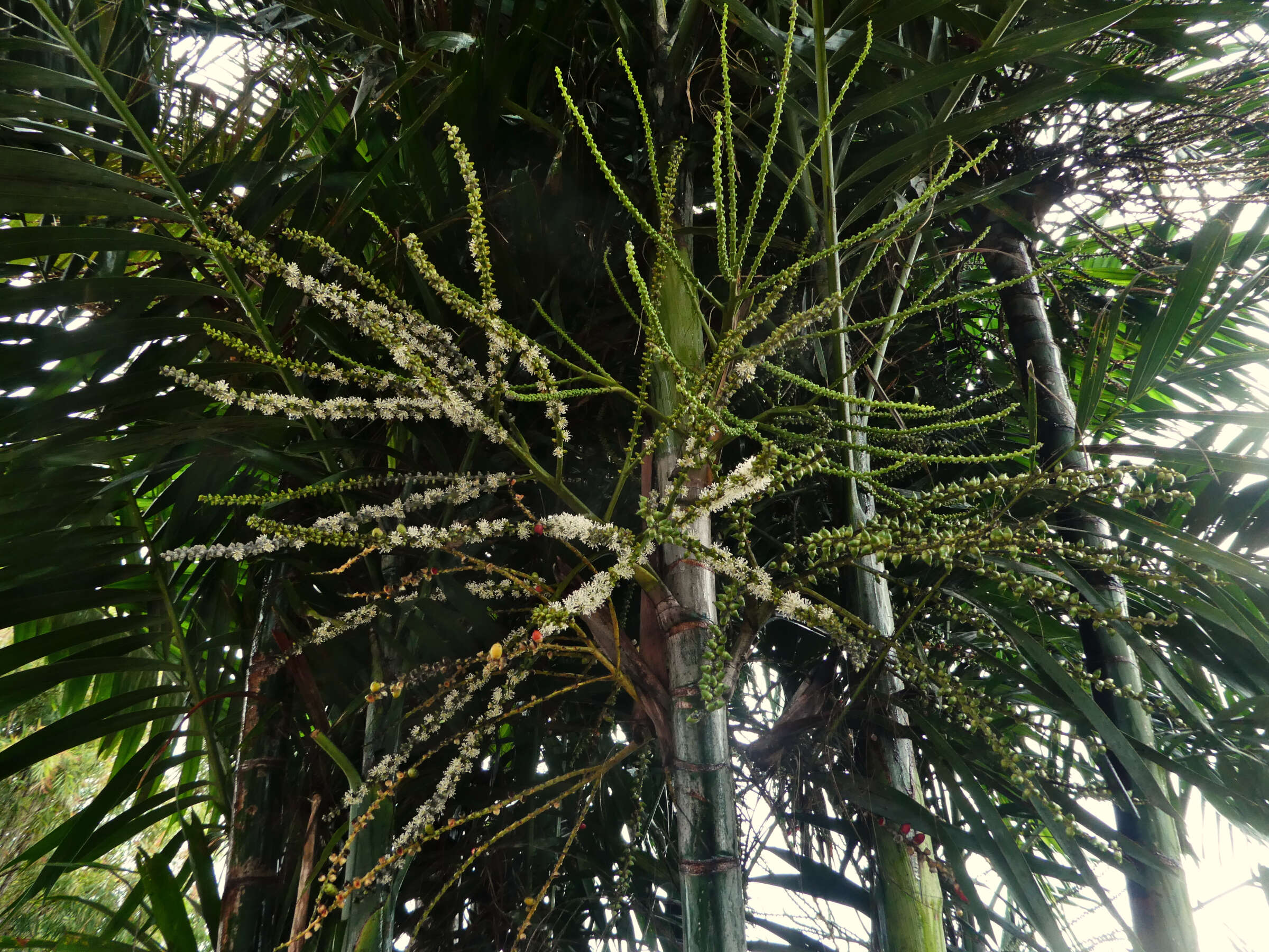 Image of Macarthur Palm