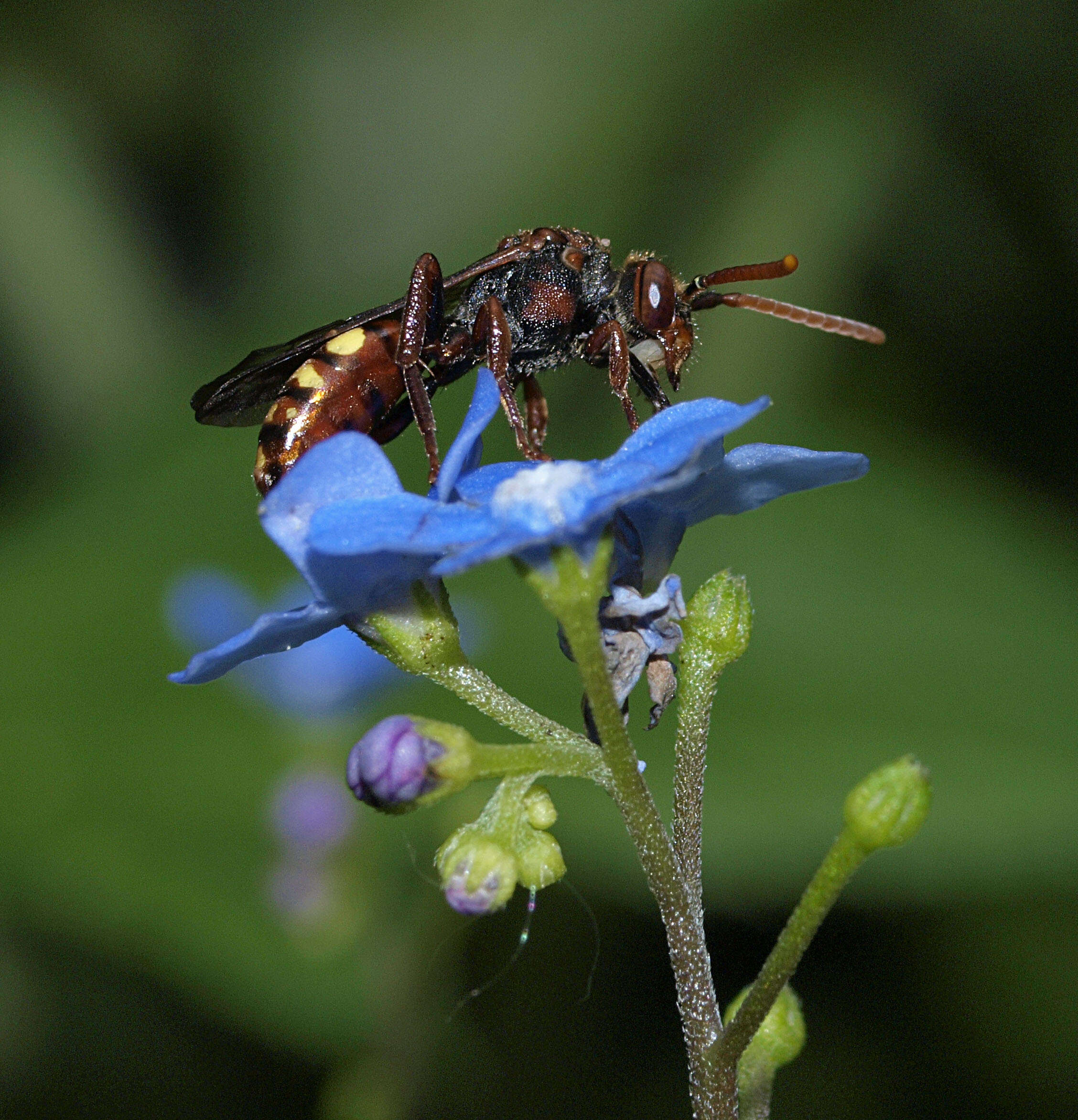 Image of Panzer's Cuckoo Nomad Bee