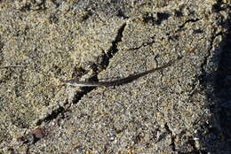 Image of Common Pipefish