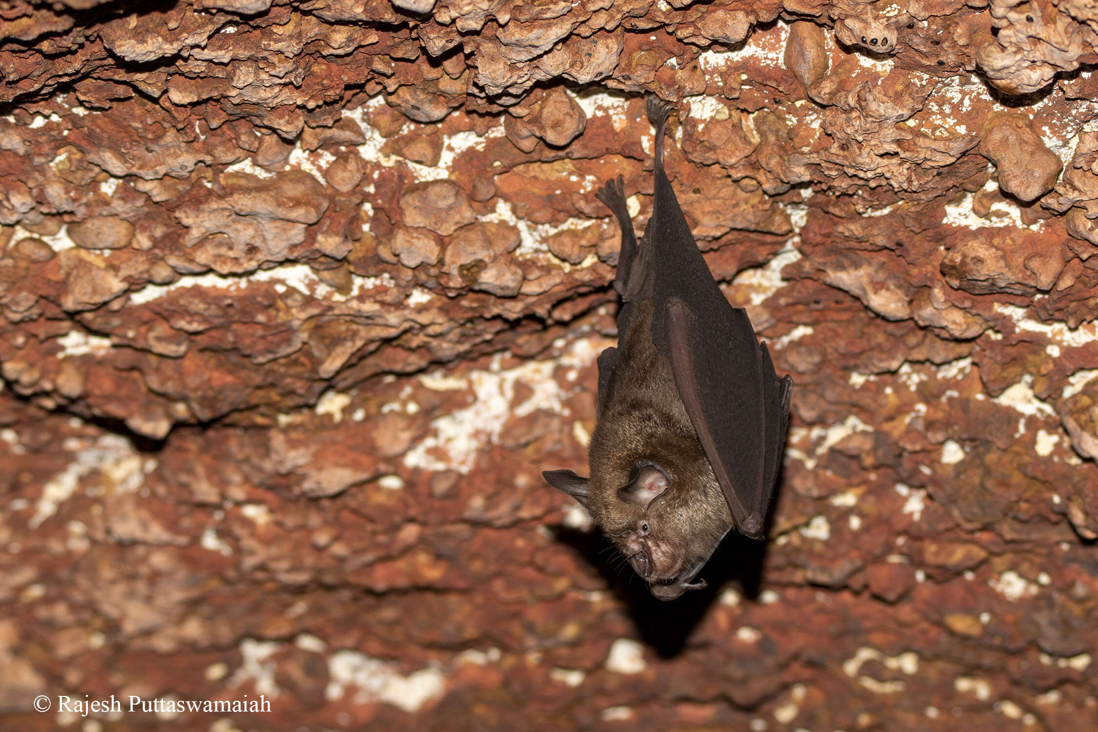 Image of Great Himalayan Leaf-nosed Bat