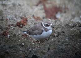 Image of Semipalmated Plover