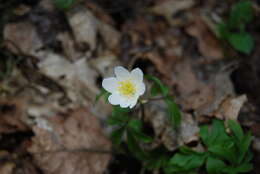 Image of European thimbleweed