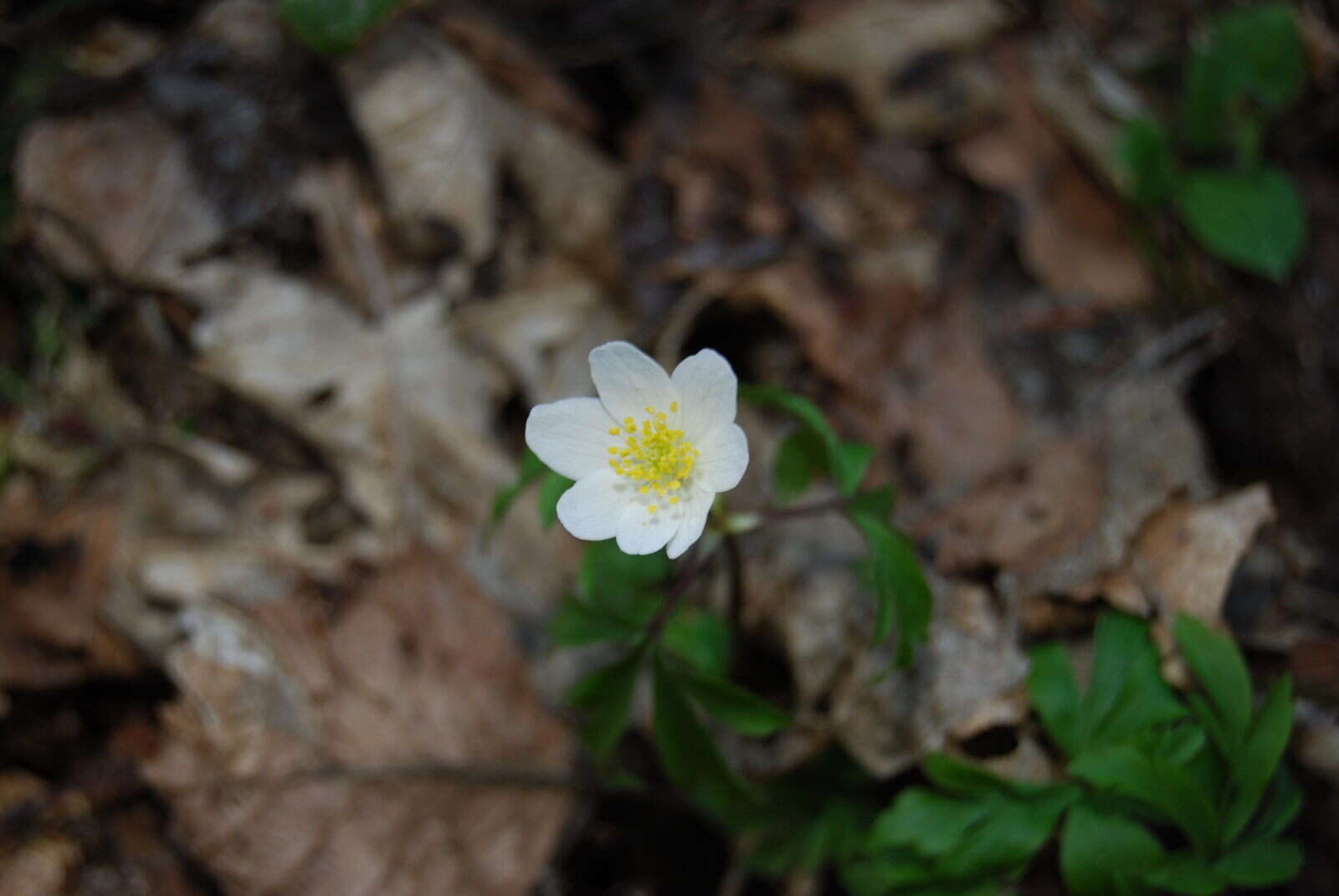 Imagem de Anemone nemorosa L.