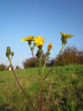 Image of hawkweed oxtongue