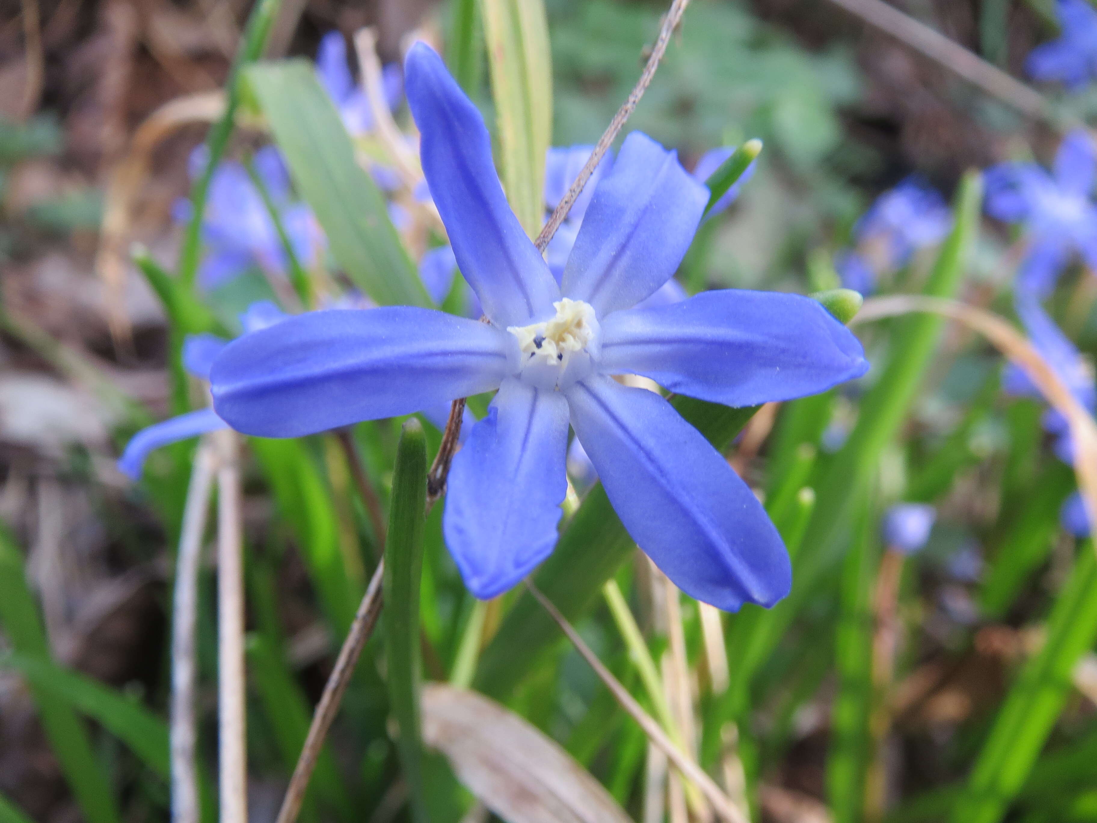 Image de Scilla luciliae (Boiss.) Speta