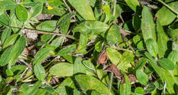 Image of Mouse-ear-hawkweed