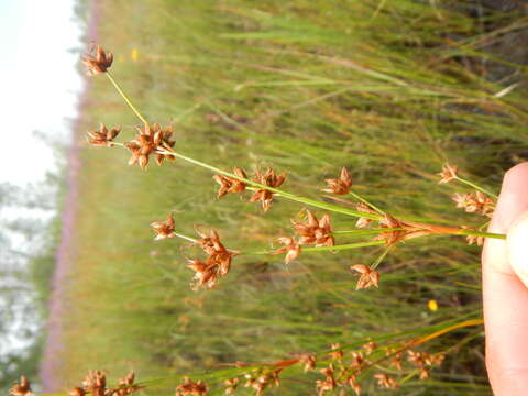 Image of Smooth sawgrass