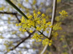 Image of Cornelian cherry dogwood