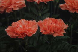 Image of carnation