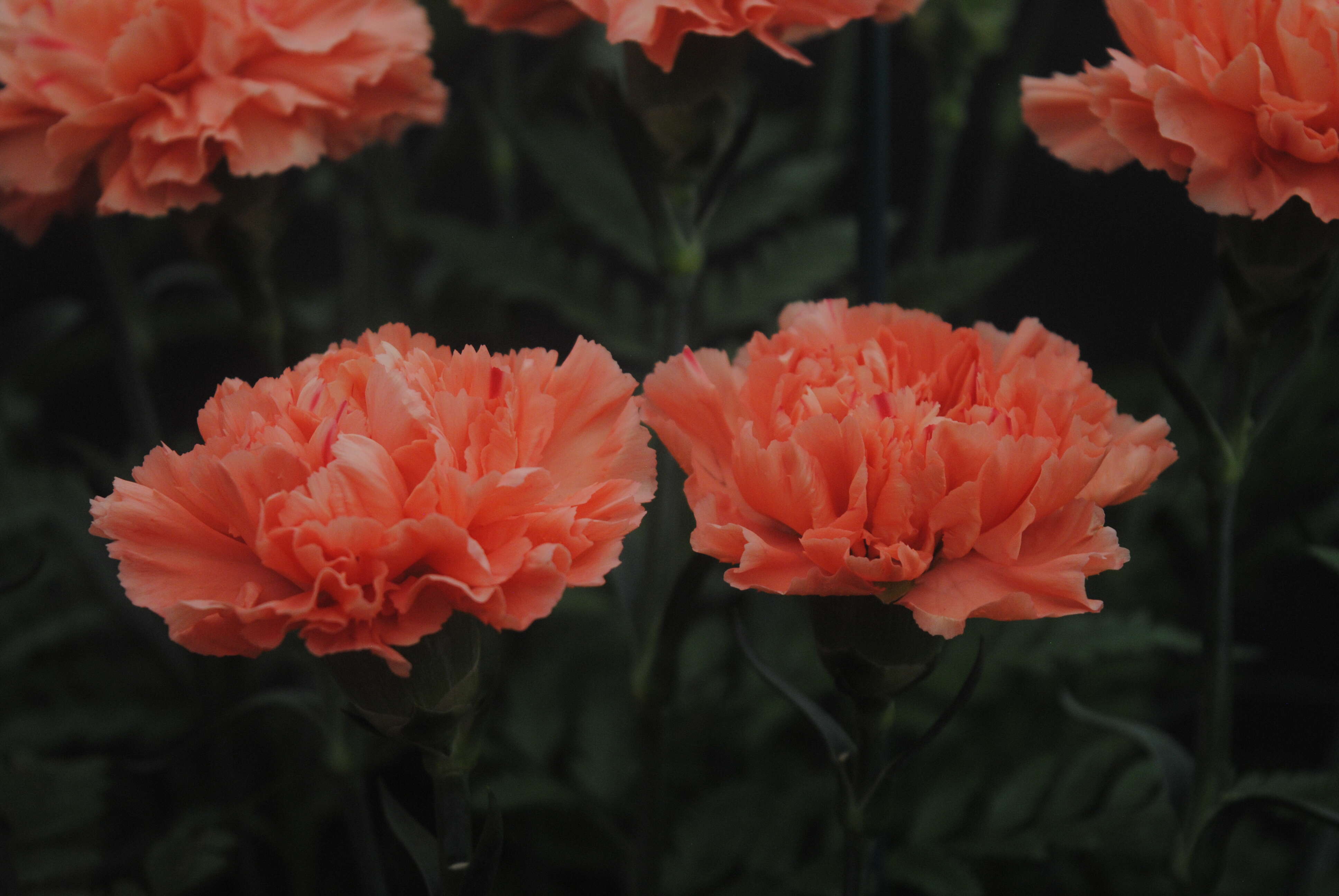 Image of carnation