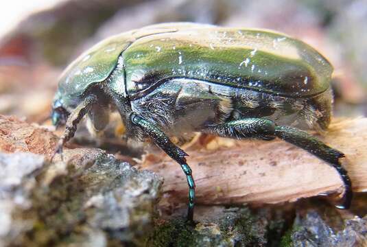 Image of Protaetia lugubris