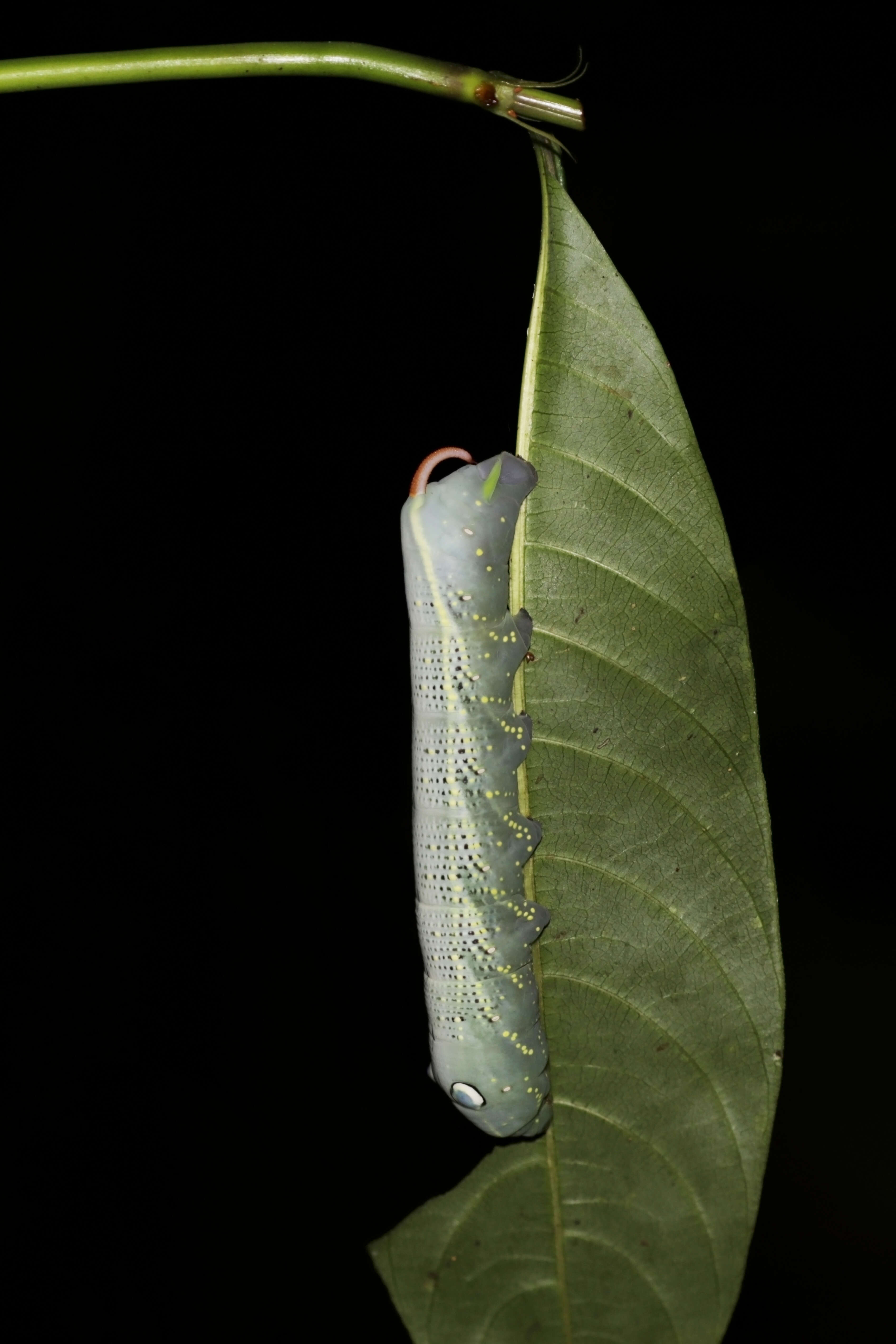 Image of Xylophanes crotonis (Walker 1856)