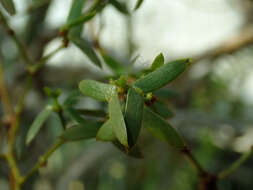 Image de Larrea divaricata Cav.