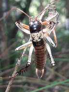 Image of Auckland tree weta