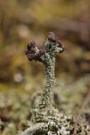 Image of cup lichen