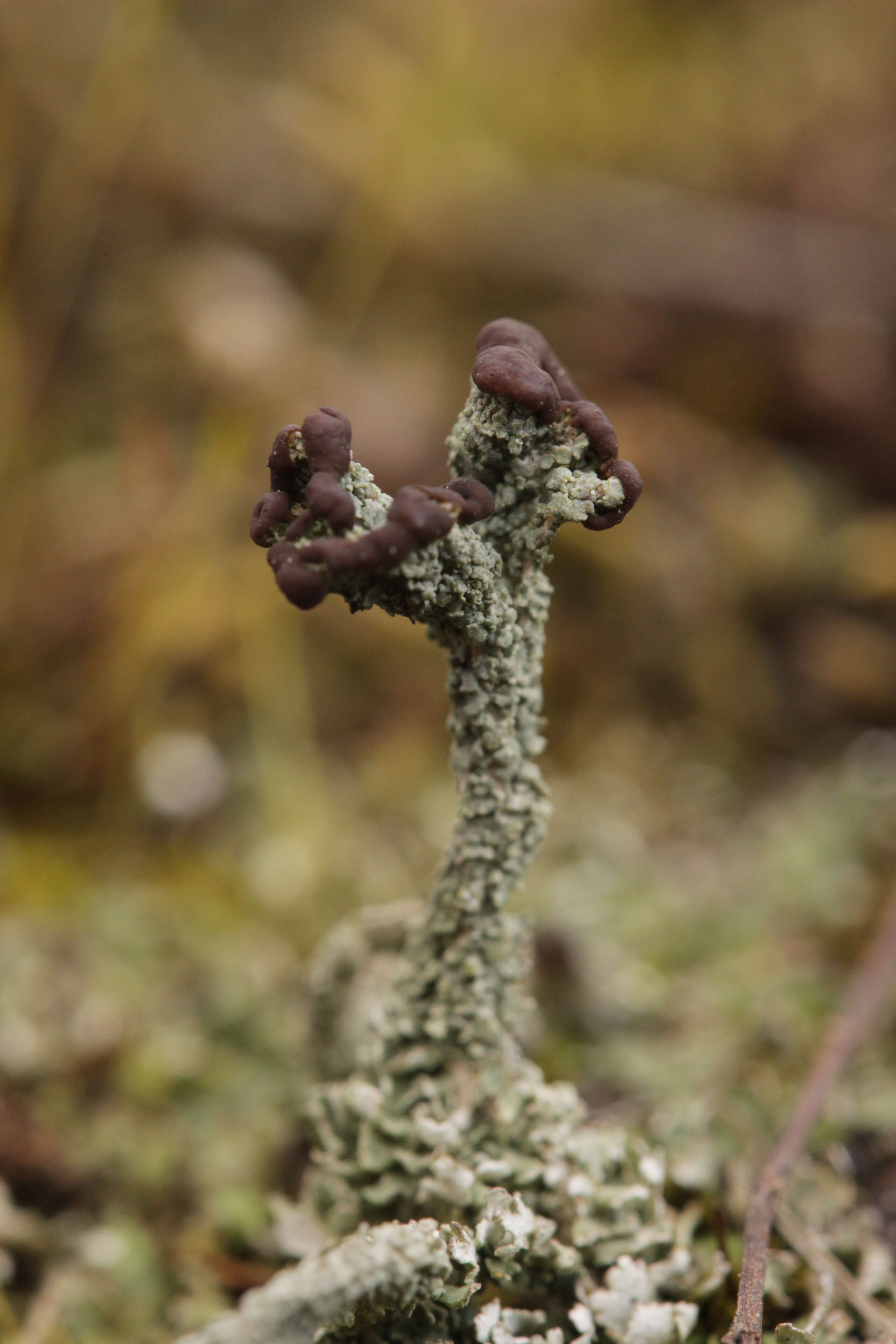 Image of cup lichen