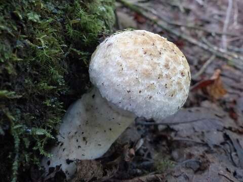 Image of Cornflower bolete