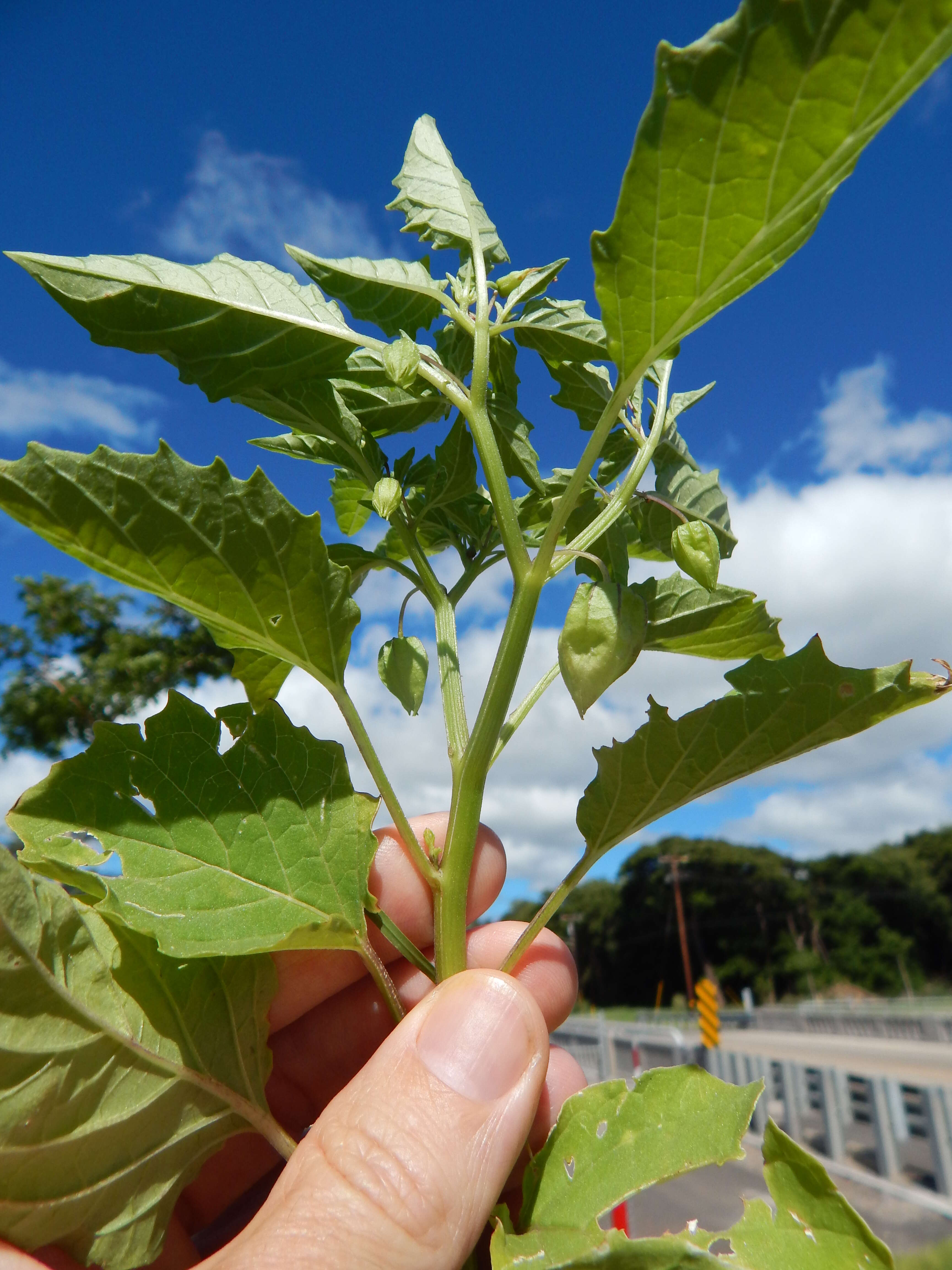 Image of cutleaf groundcherry