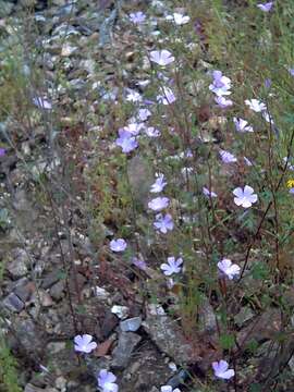 Image of Malva tournefortiana L.