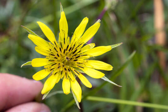 Image of yellow salsify