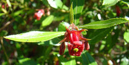 Image of redclaws