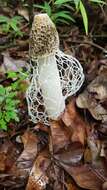 Image of Bridal veil stinkhorn