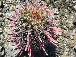 Image of Ferocactus latispinus (Haw.) Britton & Rose