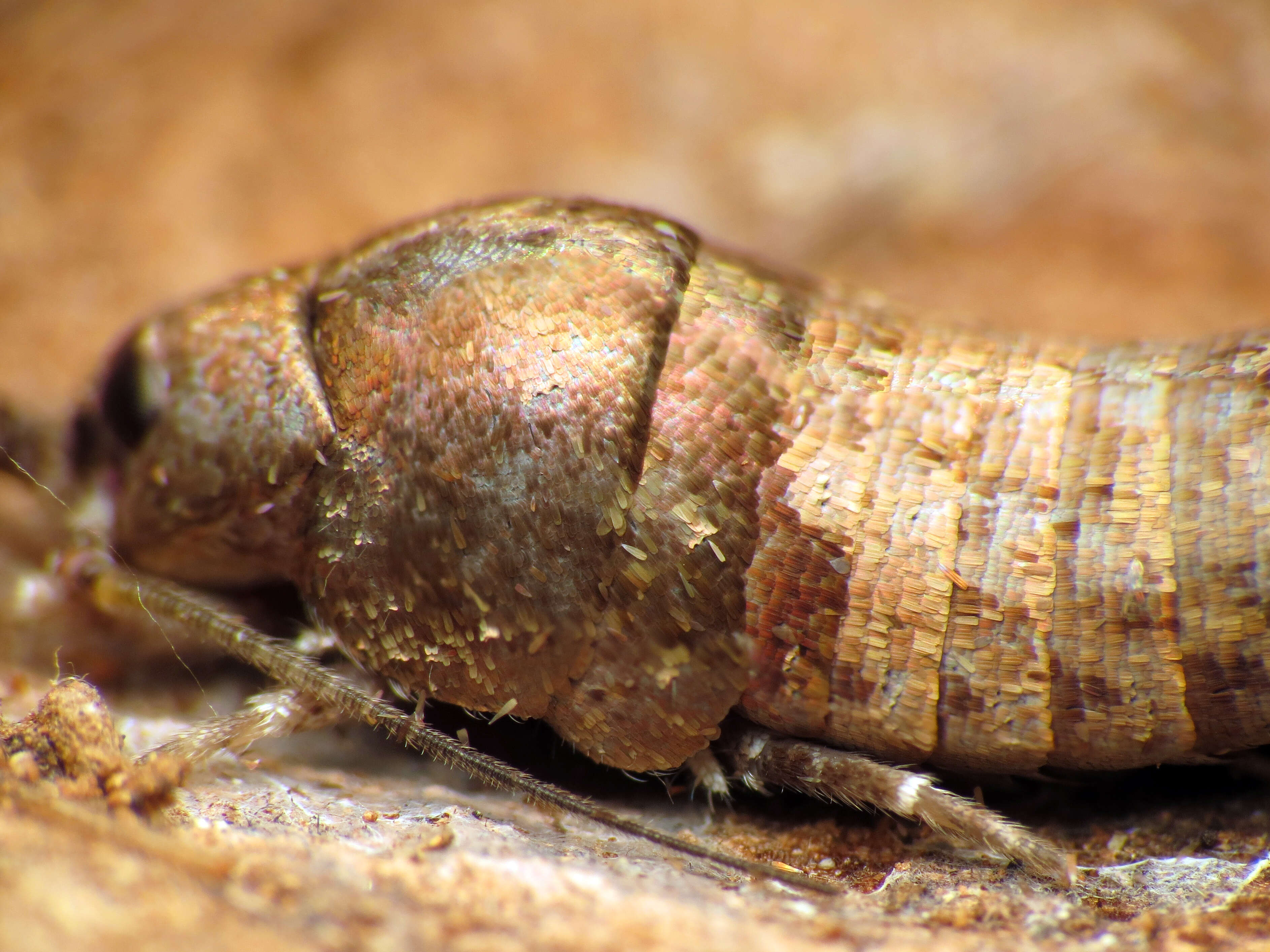 Image of jumping bristletails