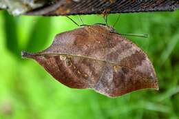 Image of Sahyadri blue oakleaf