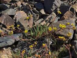 Image de Ivesia lycopodioides Gray