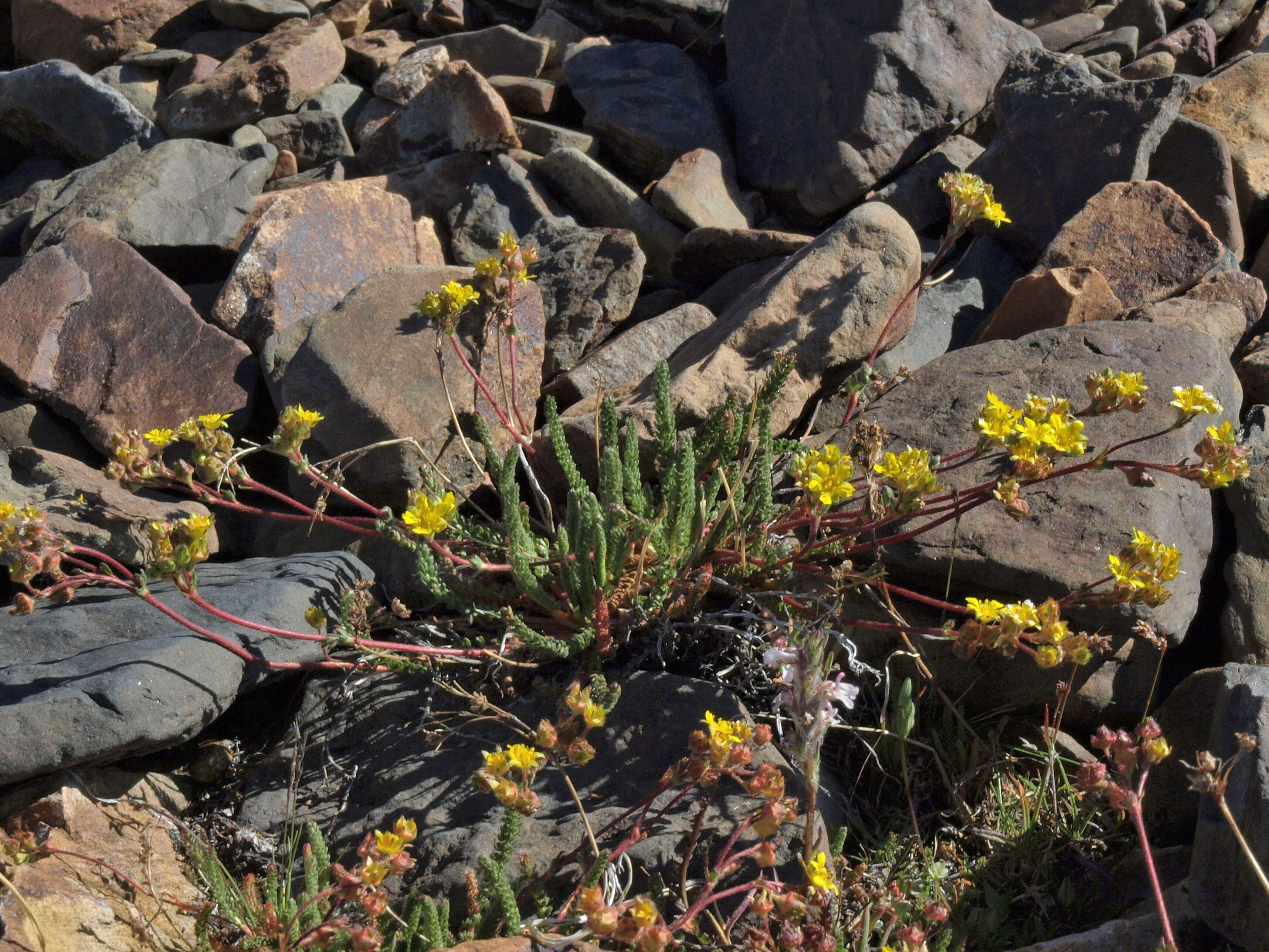 Image de Ivesia lycopodioides Gray