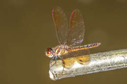 Image of Slough Amberwing