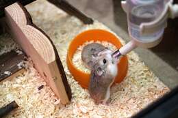 Image of hamsters