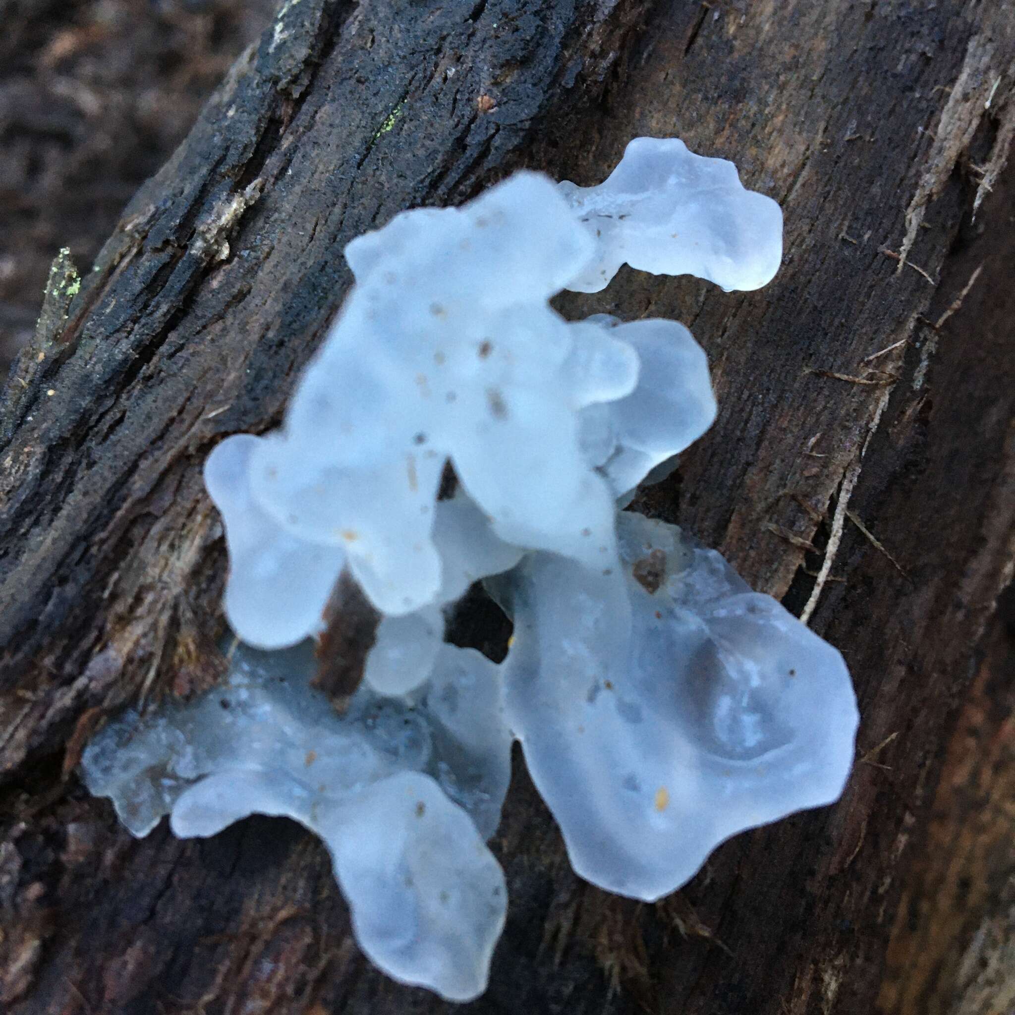 Image of snow fungus