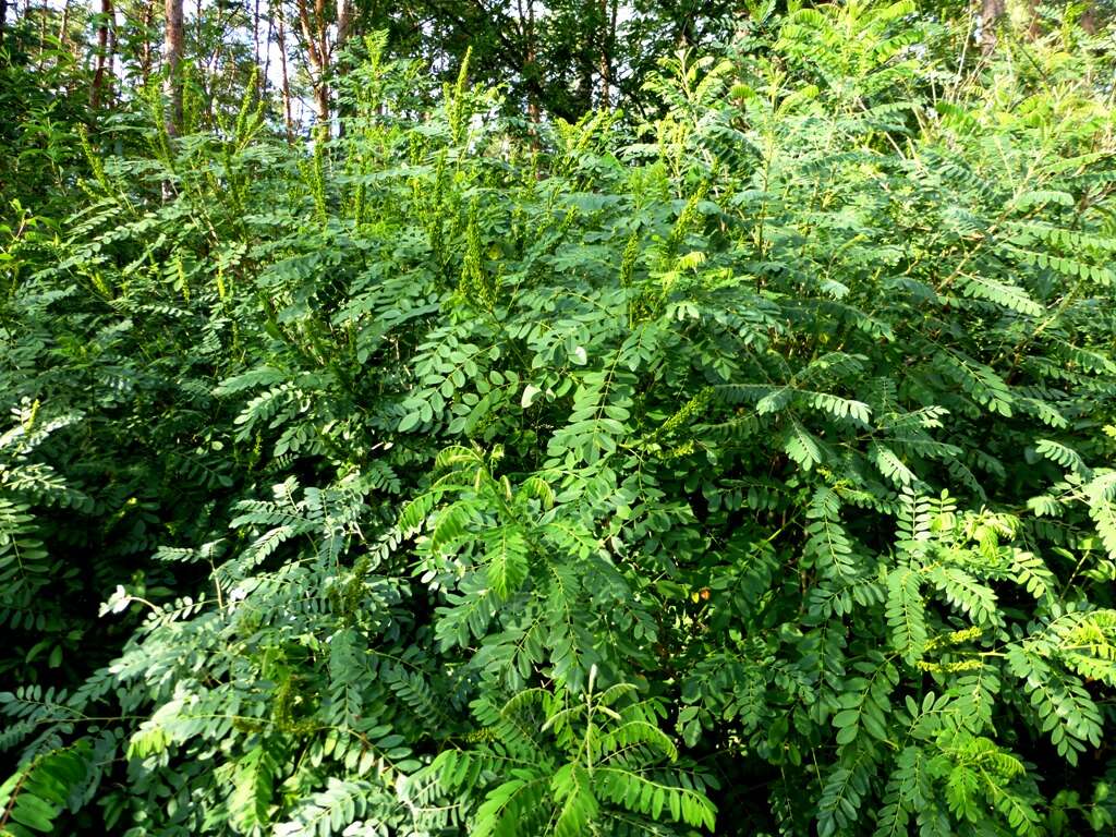 Image of desert false indigo