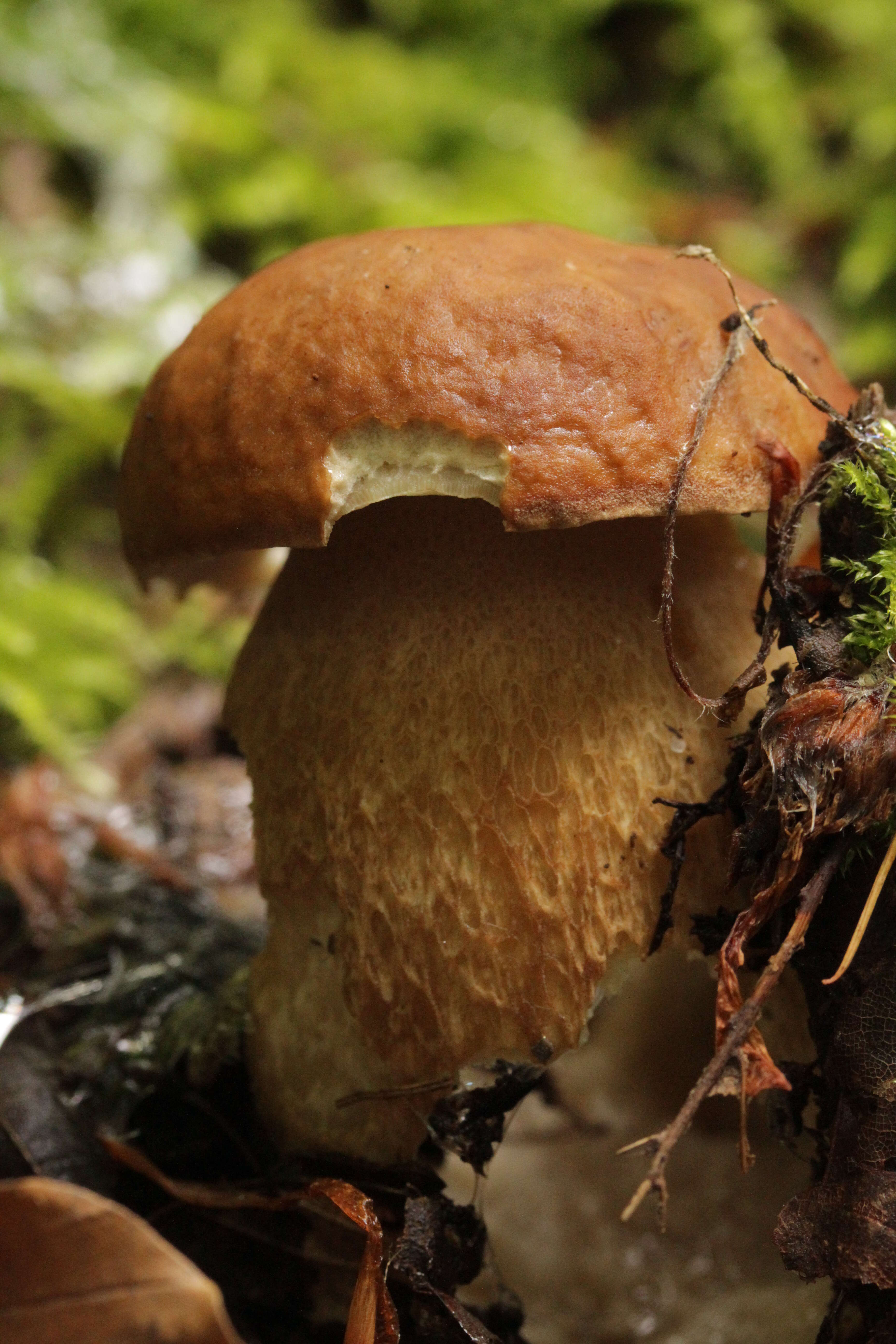 Imagem de Boletus reticulatus Schaeff. 1774