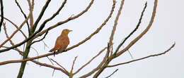 Image of Himalayan Cuckoo