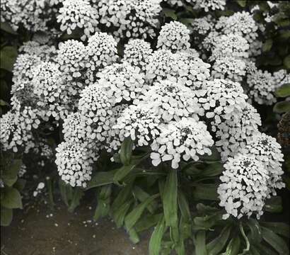 Imagem de Iberis sempervirens L.