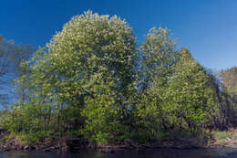 Prunus padus L. resmi