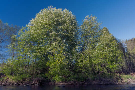 Image of Bird Cherry