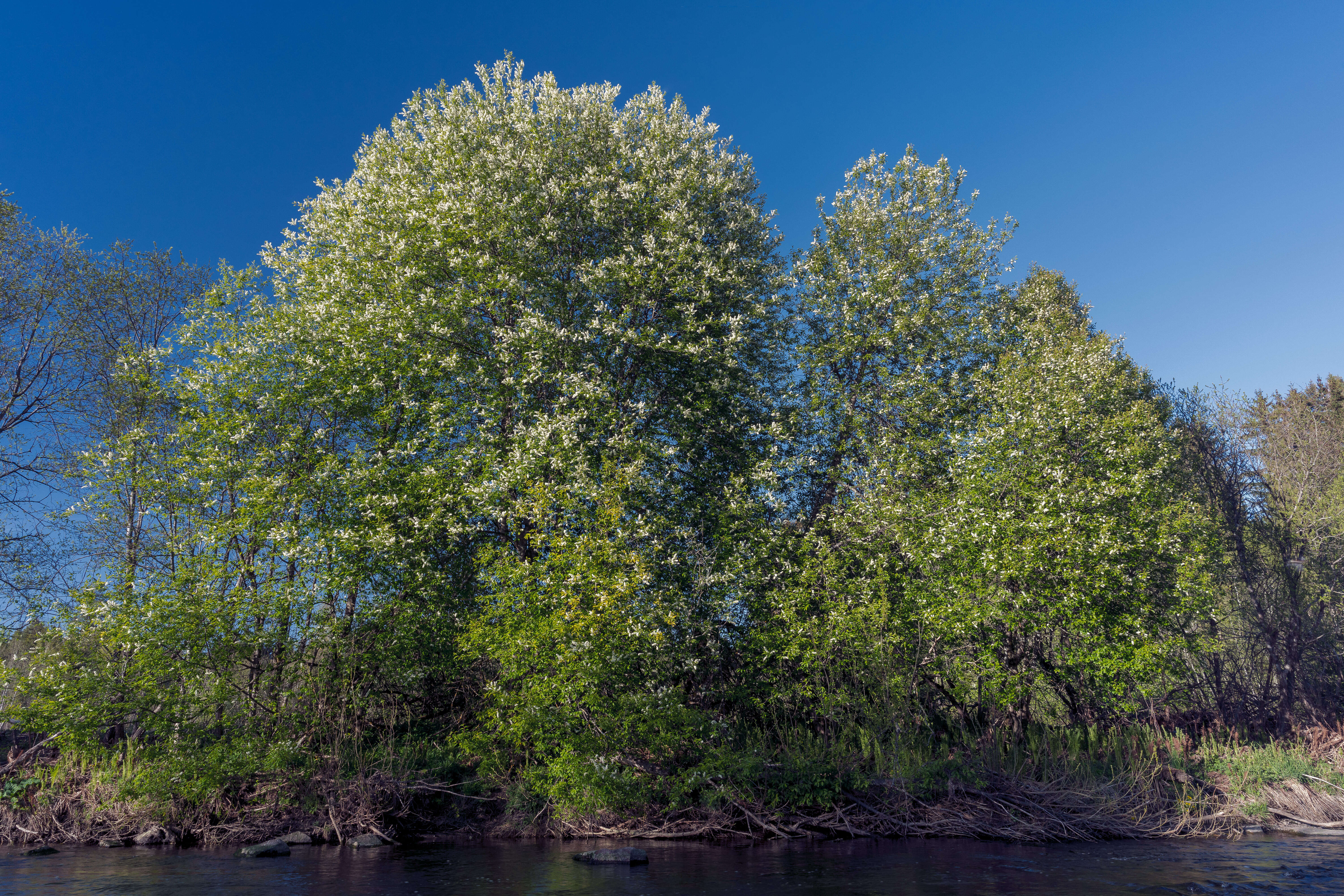 Prunus padus L. resmi