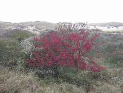 Image of Common spindle tree