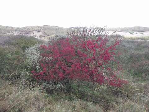 Image of Common spindle tree