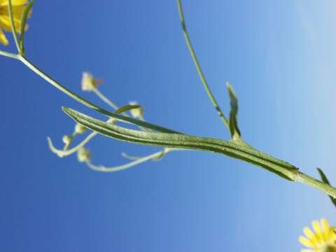 Image of narrowleaf hawksbeard