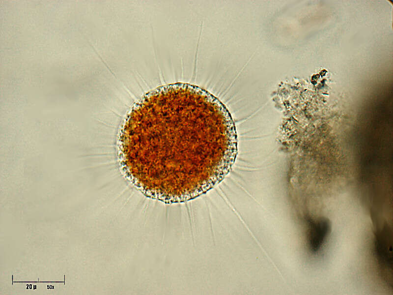 Image of Proteomyxidea