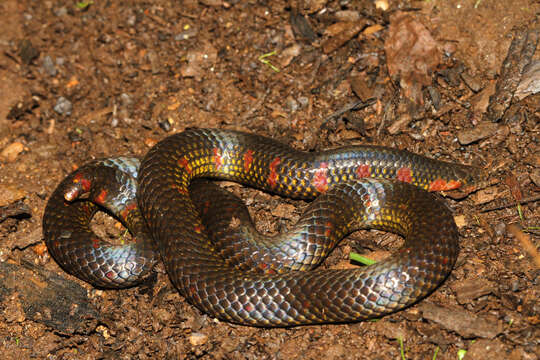 Imagem de Uropeltis maculatus